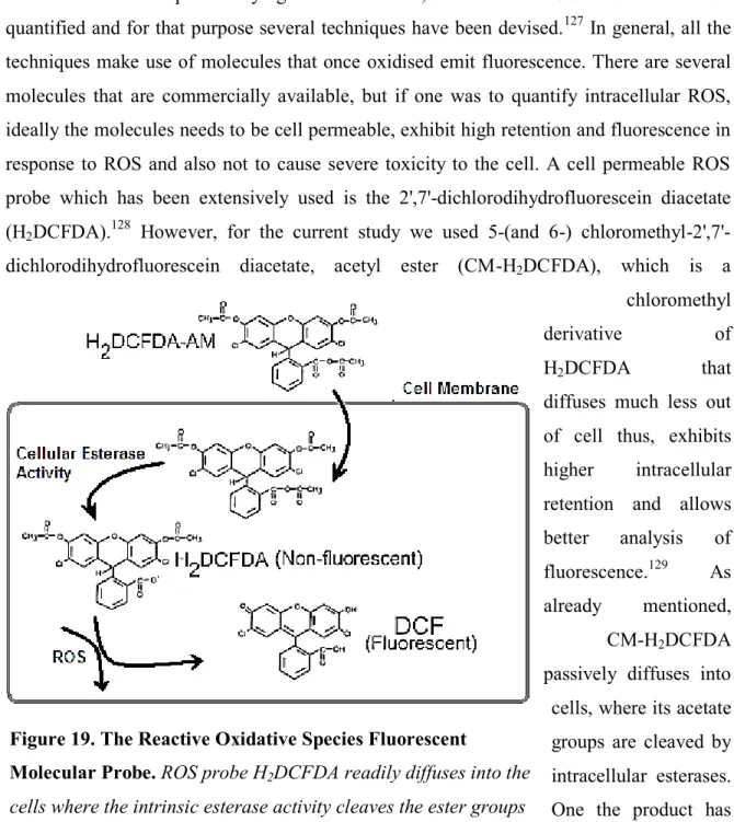 Figure 19. The Reactive Oxidative Species Fluorescent 