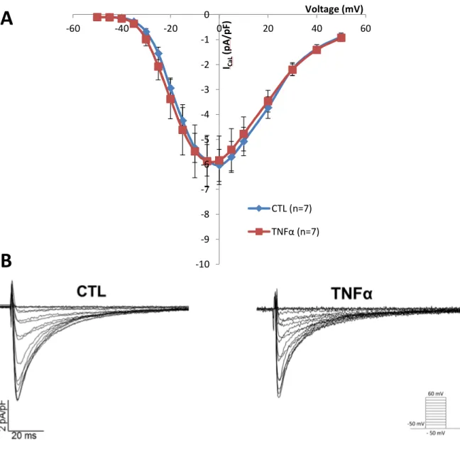 Figure 20.  Mean IV curve for I CaL  in TNFα treated cardiomyocytes. Panel A shows mean  IV curve for I CaL  recorded in control (CTL) and TNFα 30 pg/mL for 24H treated neonatal  ventricular mouse myocytes