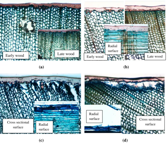 Figure 9  Light micrographs from transverse and radial sections through faces of heat-treated  jack pine wood coated with the coating containing organic UV absorbers (a) before weathering  (b) After 72h of aging (c) After 672h of aging (d) After 1500h of w