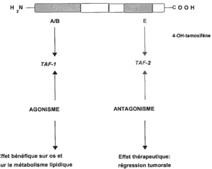 Figure 1. Effet agoniste et antagoniste du tamoxifène. Tiré de: