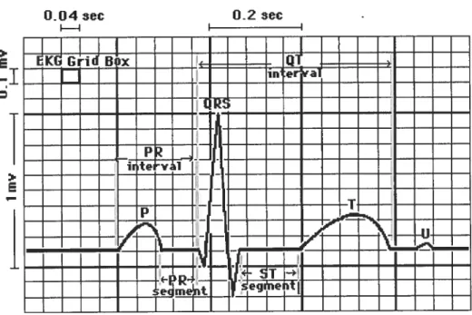 Figure 3. Terminologie de l’électrocardiographie chez l’humain.