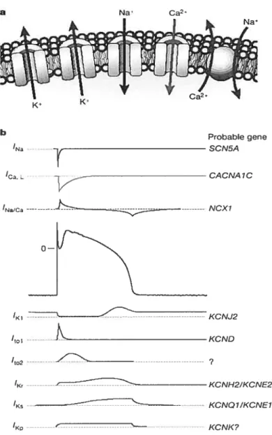 Figure 4a et 4b Relation entre les canaux ioniques, les courants et les gènes correspondants