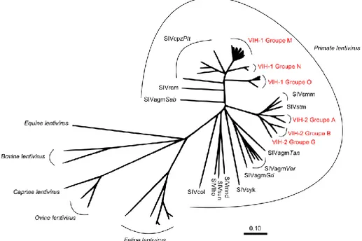 Figure 18. Phylogénie des lentivirus. 