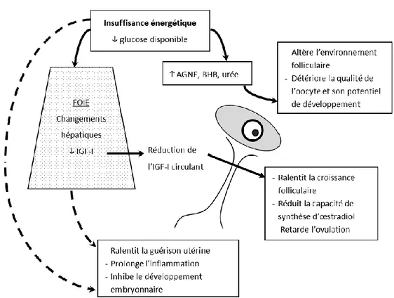 Figure 3 – Schéma adapté de Wathes et coll. (2007) représentant les divers impacts que la  balance énergétique négative des vaches laitières peut avoir sur leur fertilité