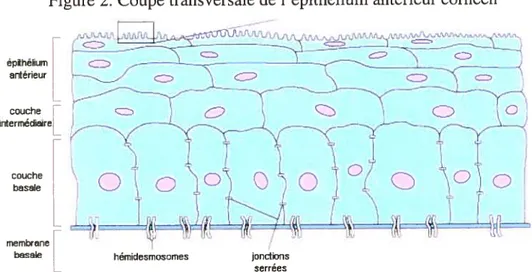 Figure 2. Coupe transversale de l’épithélium antérieur cornéen