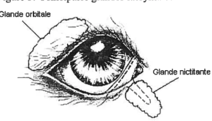 Figure 5. Principales glandes lacrymales du chien