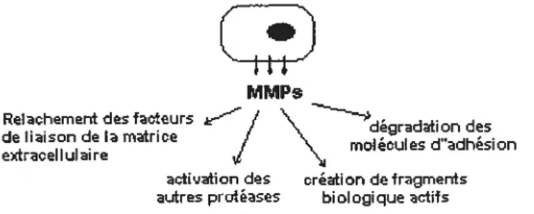 Figure 6. Illustration des rôles extracellulaires multiples des MMPs