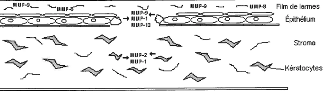 Figure 11. Origine et distribution des MMPs lors de lésion cornéenne