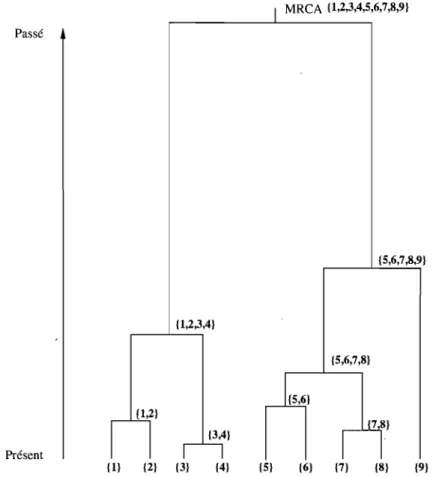 FIG.  4.  Réalisation du  processus  de  coalescence  sans mutation  avec  n  =  9. 