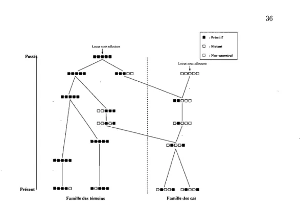 FIG.  10.  Une  réalisation  du  graphe  de  recombinaison  ancestral  quand  il y  a  sélection au locus central