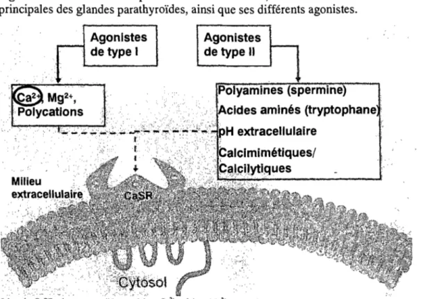 Figure 4 : Schéma d'un récepteur sensibJe au  calcium, retrouvé  à  la surface des cellules  principales des glandes parathyroïdes, ainsi que ses différents agonistes