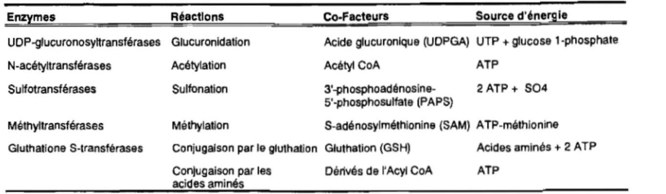 Figure 7 : Les différentes enzymes de phase II et leur importance. 