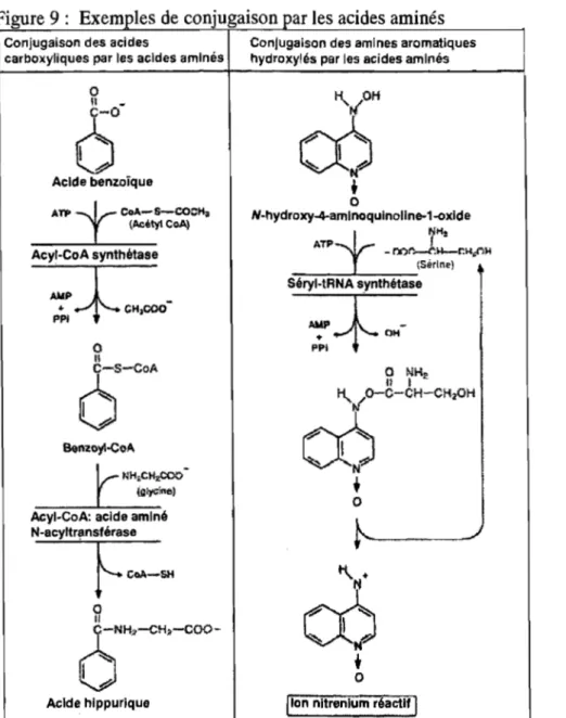 Figure 9:  Exemples de conjugaison par les acides aminés 