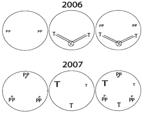 Figure  3.5  : Schéma comparatif de  la répartition des rhizomes dans  les  pots  en 2006  et  en  2007  (pots  de  roseaux  plantés  seuls,  pots  de  quenouilles  plantées  seules,  pots  de  compétition interspécifique)