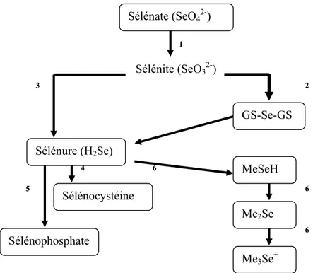 Figure II : Les voies métaboliques du Se. 1:  Réduction du sélénate chez les plantes  (Läuchli, 1993)