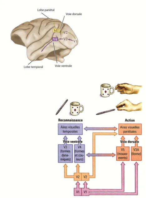 Figure 2. Les voies visuelles : dorsale et ventrale 