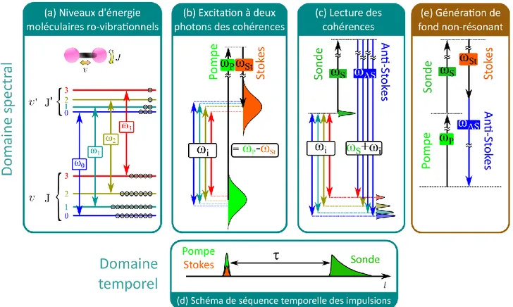 Figure 1 : Illustration de l’interaction DRASC en régime hybride fs/ps. (a) Structure ro-vibrationnelle  des niveaux d’énergie d’une molécule