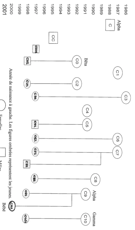 Figure 2. Composition et structure généalogique du groupe C.19861987Alpha1988C19891990 Alpha Gamma1991Bêta05 (__)ccT t 19961997(c3t(iiC?)1998