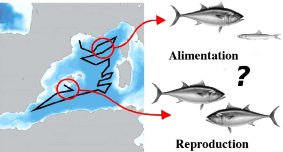 Figure 2: Processus biologiques non-qualifiés des poissons dans leur milieu sauvage