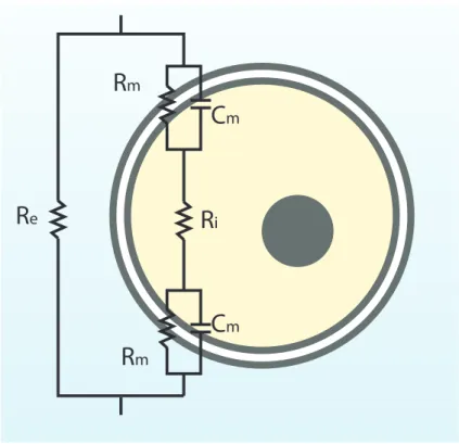Figure 2.8: Fricke’s Electrical Equivalent Model