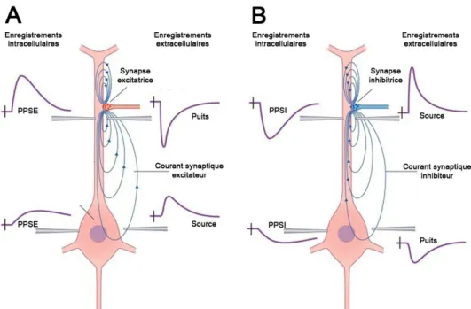 Figure 2.2 : La polarité de la mesure dépend de la nature du couplage synaptique. Une même  entrée  synaptique  peut  selon  la  nature  de  son  couplage,  excitateur  (A)  ou  inhibiteur  (B),  donner lieu à un dipôle cellulaire dont la polarité est inve