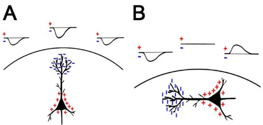 Figure 2.3 :  La polarité de la mesure  dépend de l'orientation du dipôle. Les dipôles radiaux  (A) produisent des déviations dans une seule direction, tandis que les dipôles tangentiels (B)  produisent des déviations dans les 2 directions