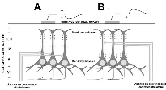 Figure 2.4 : La polarité de la mesure dépend de l’origine de l'activité synaptique. Une même  configuration  d'électrodes  mesurant  un  même  ensemble  neuronal  peut  donner  des  potentiels  aux  polarités  inversées  selon  l'origine  thalamique  (A)  