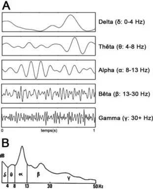 Figure 2.5 : Oscillations neurales. Le signal EEG présente un contenu spectral riche (B) avec  une activité oscillante (A) décomposée en plusieurs bandes de fréquences