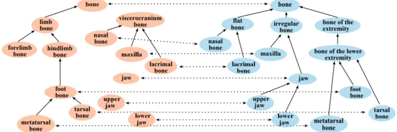 Figure 2.1 shows an example extracted from (Ivanova and Lambrix, 2013). There are two fragments of two ontologies