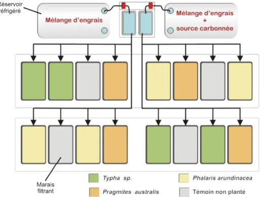 Figure 1.4. Vue en plan des installations expérimentales avec le détail de la répartition de l’effluent selon l’espèce de plante.