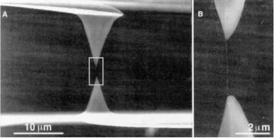 Figure 2.7 – Image SEM de deux pointes d’AFM tenant un MWCNT (Source : Ref. [65]).
