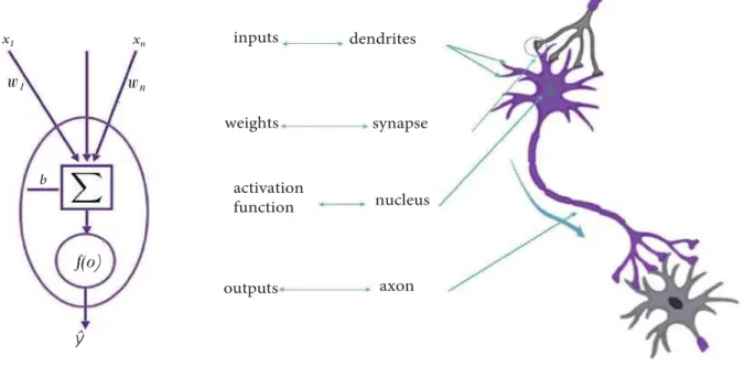 Figure 2.3: Comparison between a biological neuron and an artificial neuron.