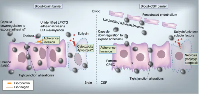 Figure 3. Facteurs impliqués dans l'invasion du CNS par S. suis. 