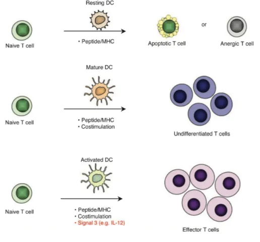 Figure 7. Réponse des lymphocytes T naïfs à la suite d'une stimulation par une cellule dendritique (DC)