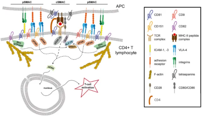 Figure 8. Synapse immunologique et voies de signalisation menant à l'activation du lymphocyte