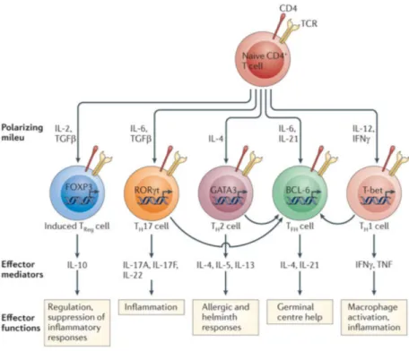 Figure 9. Différenciation et fonctions générales des principaux sous-types de lymphocytes T helper (T H )