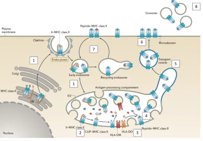 Figure 14. Transit du MHC-II dans la voie exogène de la présentation antigénique. Les complexes MHC- MHC-II/Ii nouvellement synthétisés sont transférés via l’appareil de Golgi vers la voie d’endocytose grâce à Ii [1]