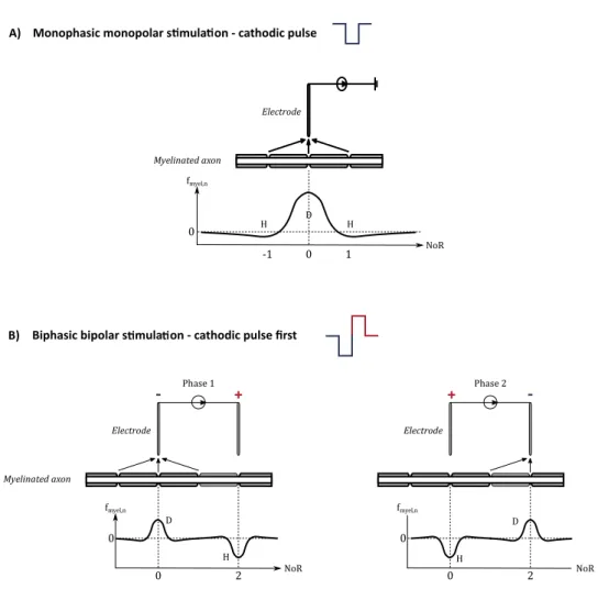 Figure 1.7: Stimulation configuration and the resulting activating function f myel,n at the n node of Ranver (NoR)