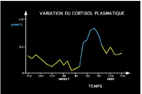 Figure 1 : Rythme circadien du cortisol sur une période de 24h  