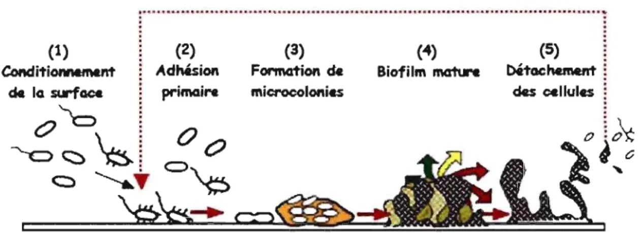 Figure  3 :  Représentation  schématique  des  étapes  de  formation  d'un  biofilm  microbien  (Ghigo, 2002) 