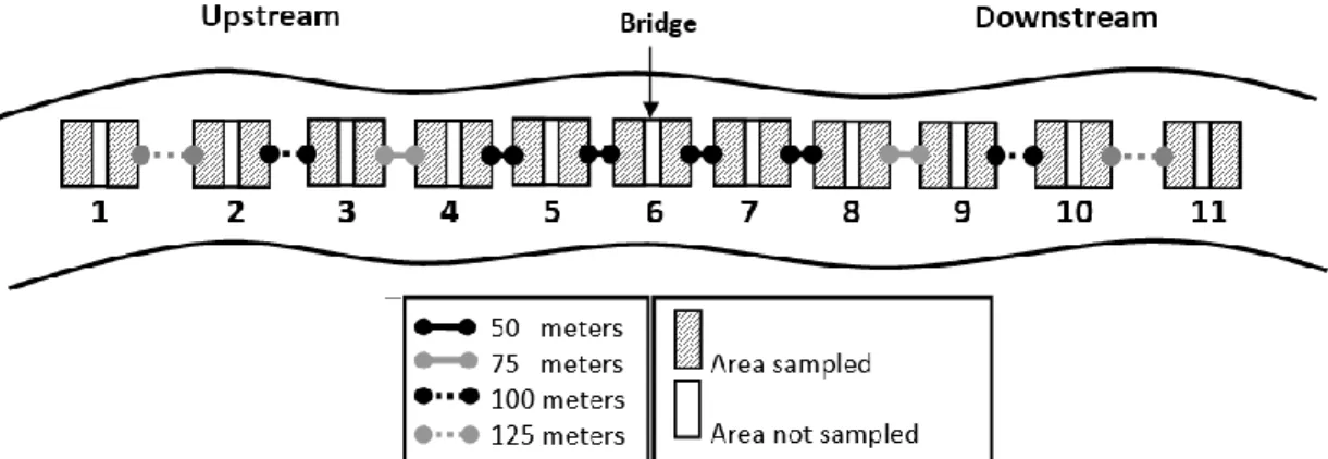 Figure 3. Schematic representation of the distribution of sampling sites in each stream segment