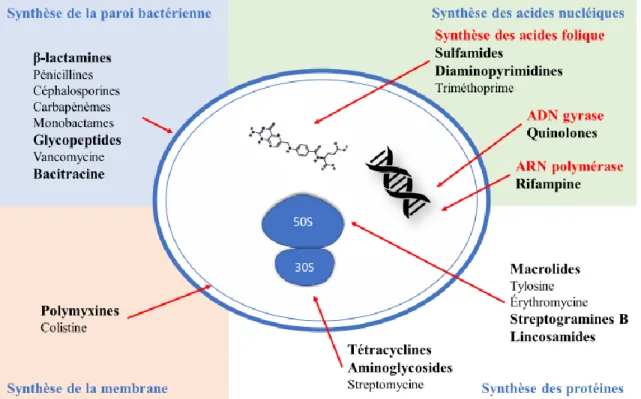 Figure 1. Mécanismes d’action des antimicrobiens (33).  