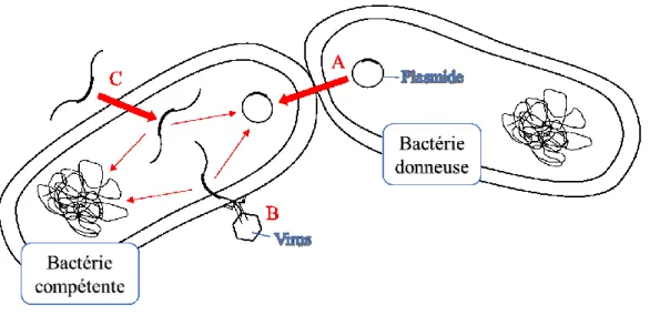 Figure  2.  Principaux  mécanismes  de  transfert  de  gènes  dans  une  bactérie  impliquant  la  transduction, la transformation et la conjugaison comme voie de transfert (37)