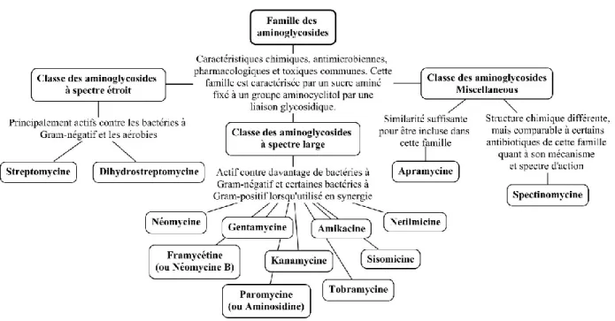 Figure 5. Exemples d’antimicrobiens de la famille des aminoglycosides (26). 