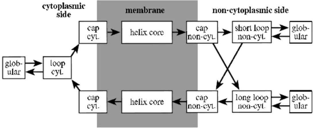 Figure 2.6 – Architecture du mod´ ele TMHMM [Sonnhammer et al., 1998b].