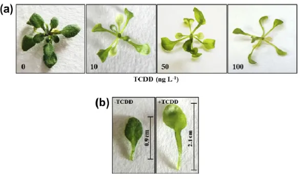 Figure  1.4.  Effet  morphologique  des  TCDD  sur  la  croissance  d’Arabidopsis  thaliana
