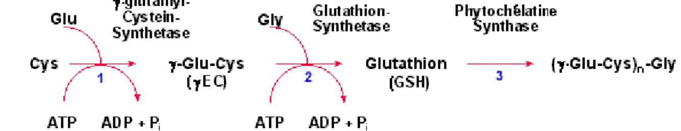 Figure 1.5 : Schéma représentant la synthèse et le cycle redox du glutathion [54].