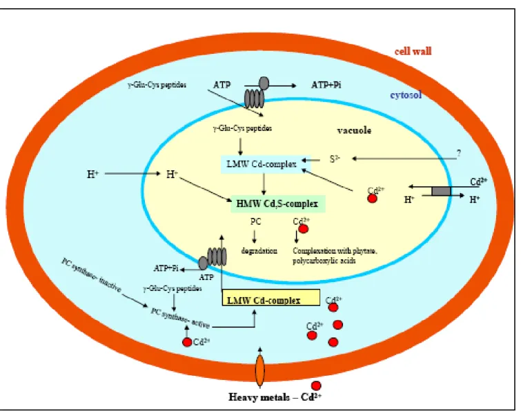 Figure 1.6 : Schéma représentant la bioaccumulation et la séquestration du cadmium par les PCs dans  une cellule végétale [62]