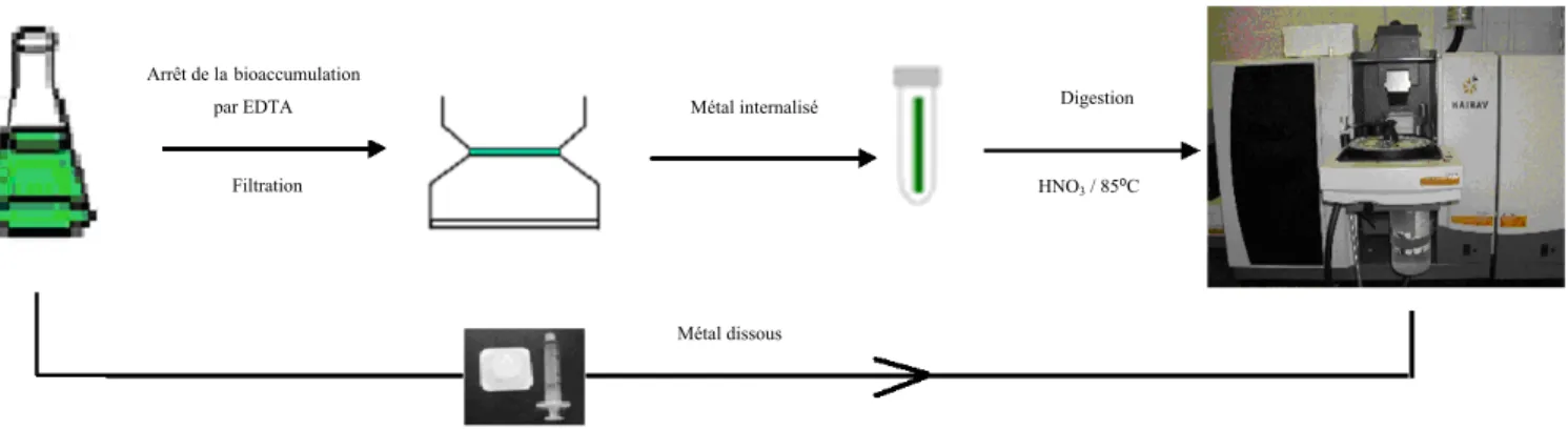 Figure 2.3. Étapes requises pour l’analyse des métaux dissouss et bioaccumulés. 