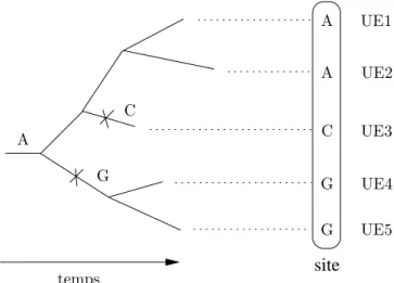 Fig. 2.1 – G´ en´ eration de s´ equences homologues. Les croix port´ees sur la phylog´enie indiquent des